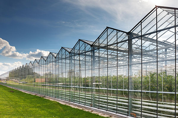 Polycarbonate Sheet Usage in Commercial Greenhouses Roofing