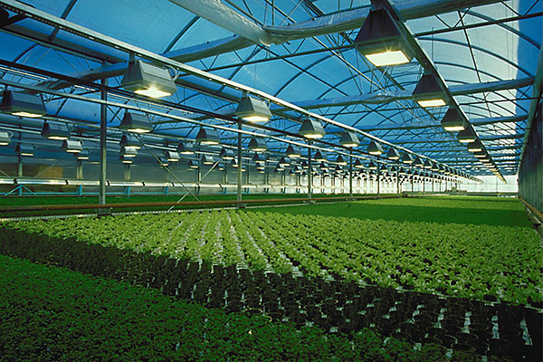 Polycarbonate Sheet Usage in Commercial Greenhouses Roofing